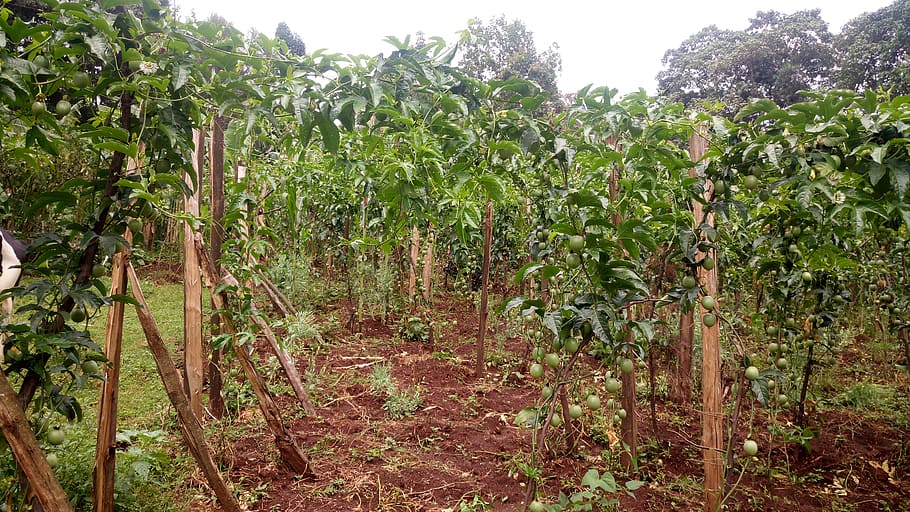 kenya, kericho, samuget, growth, plant, agriculture, land, crop HD wallpaper