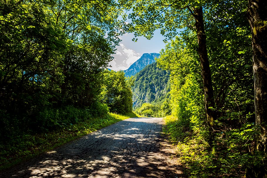 trees, road, mountain, forest, plant, direction, the way forward HD wallpaper