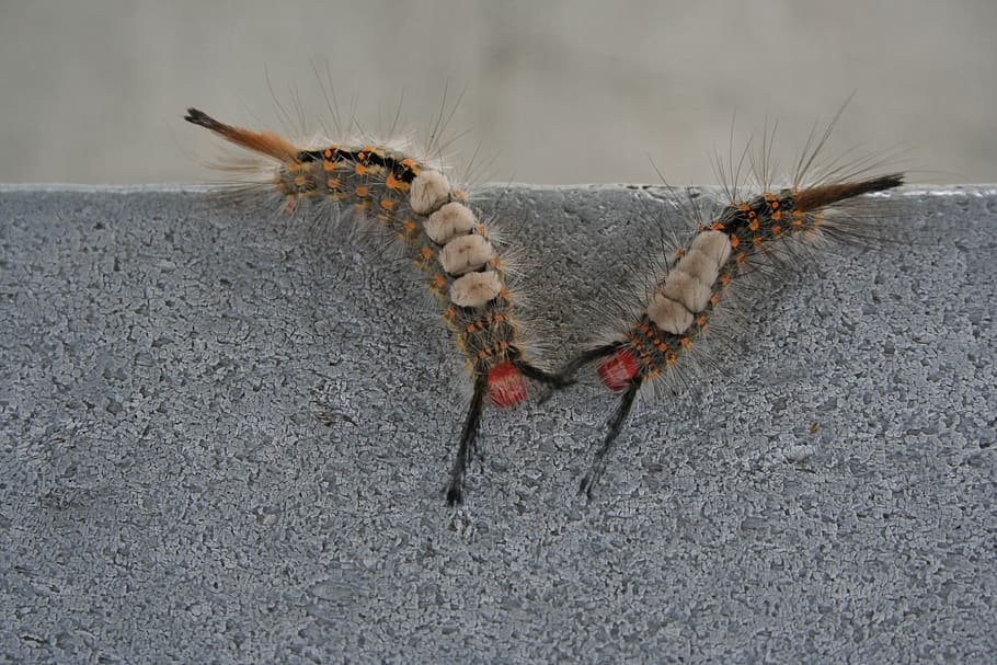 insect, bug, caterpillar, nature, picnic, animal themes, one animal HD wallpaper