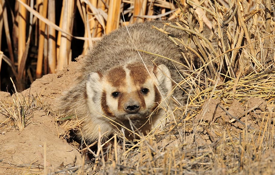hide, badger, animal, wild, nature, jungle, animal themes, one animal HD wallpaper