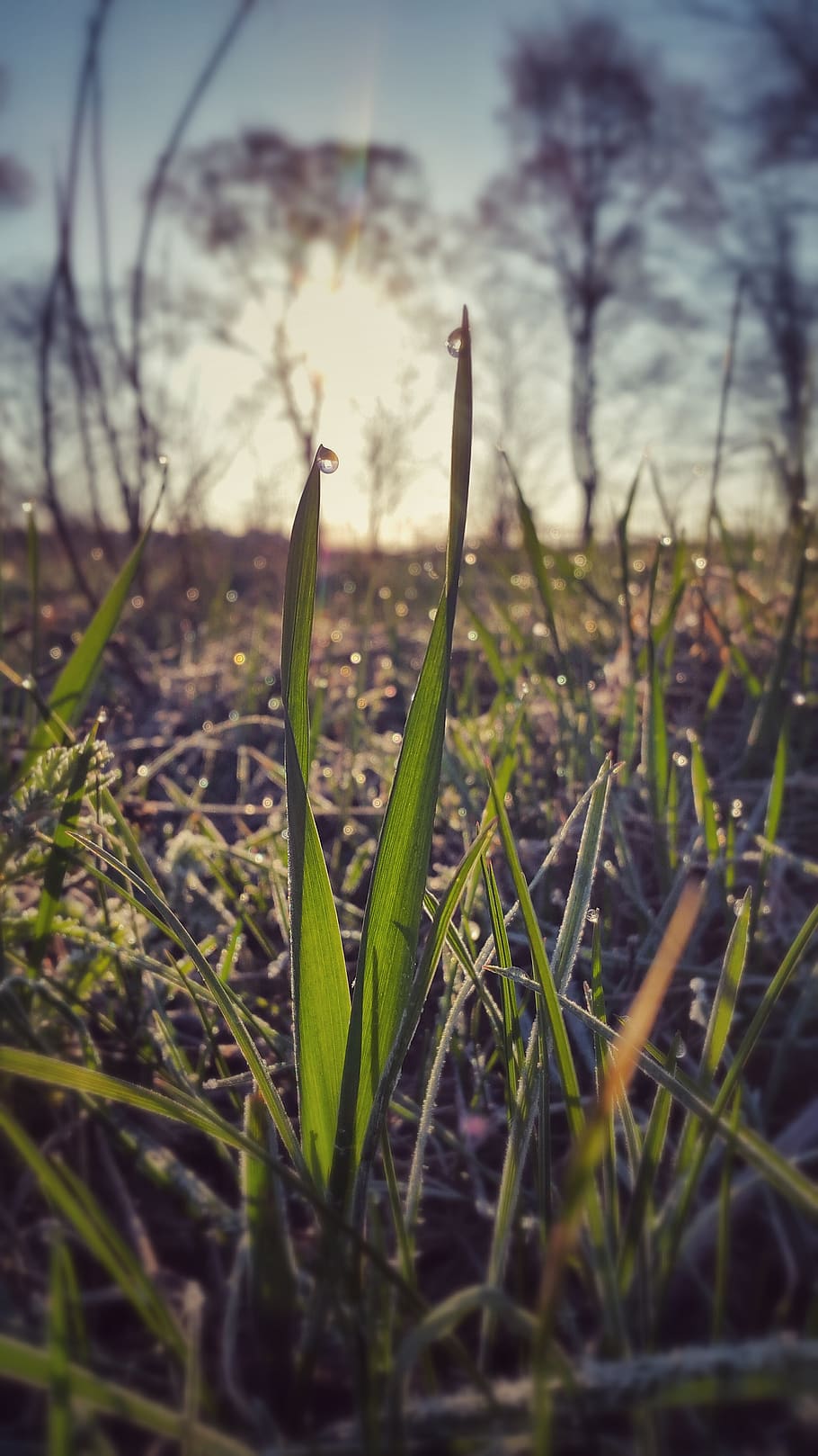 dew, grass, morning, spring, fresh, plant, growth, field, nature HD wallpaper