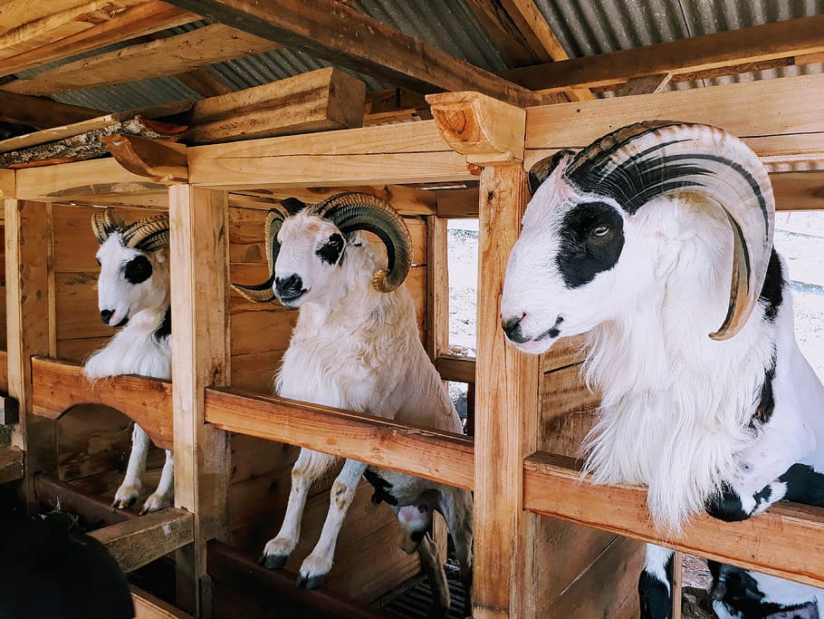 Rams In A Barn, animal, cute, domba, farm, horns, indonesia, livestock, HD wallpaper