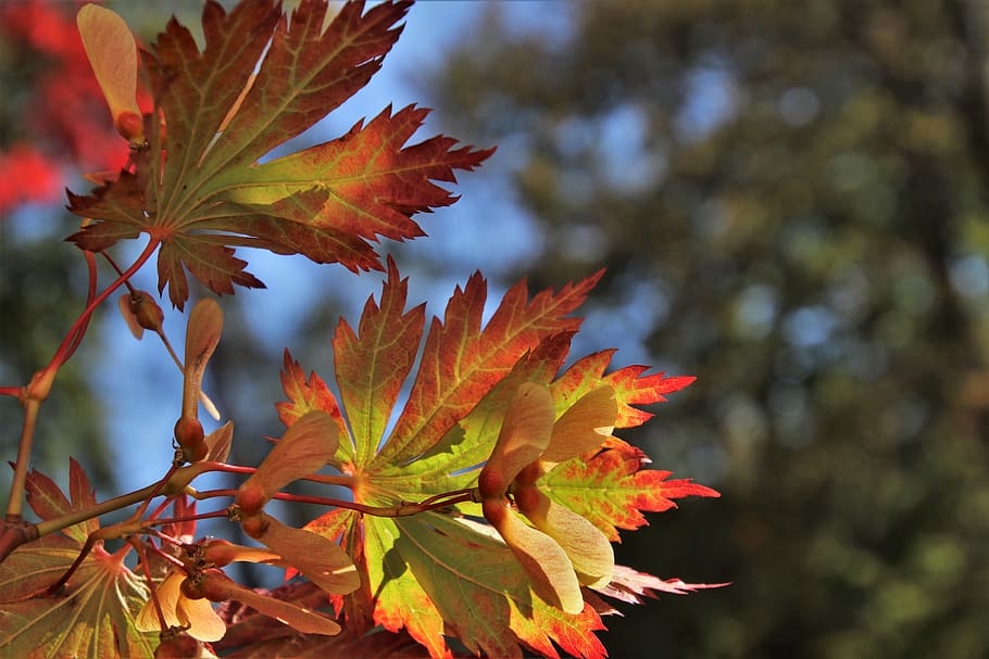 clone, foliage, in the fall, collapse, colored, the backlight HD wallpaper