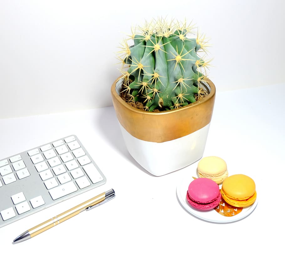 Cactus And Three Macaroons, keyboard, office, pen, plant, pot plant HD wallpaper