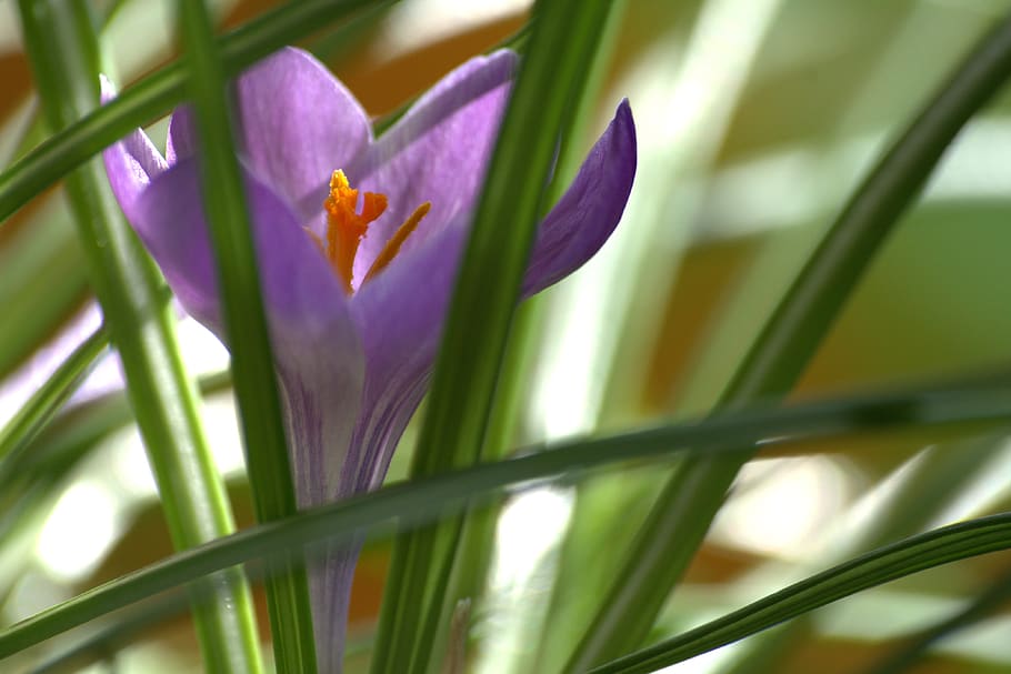 crocus, early bloomer, spring, purple, spring flower, plant HD wallpaper
