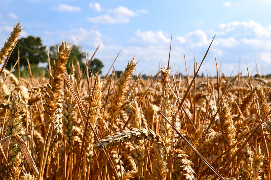wheat, field, tree, trees, fields, uk, farming, golden, golden hour HD wallpaper