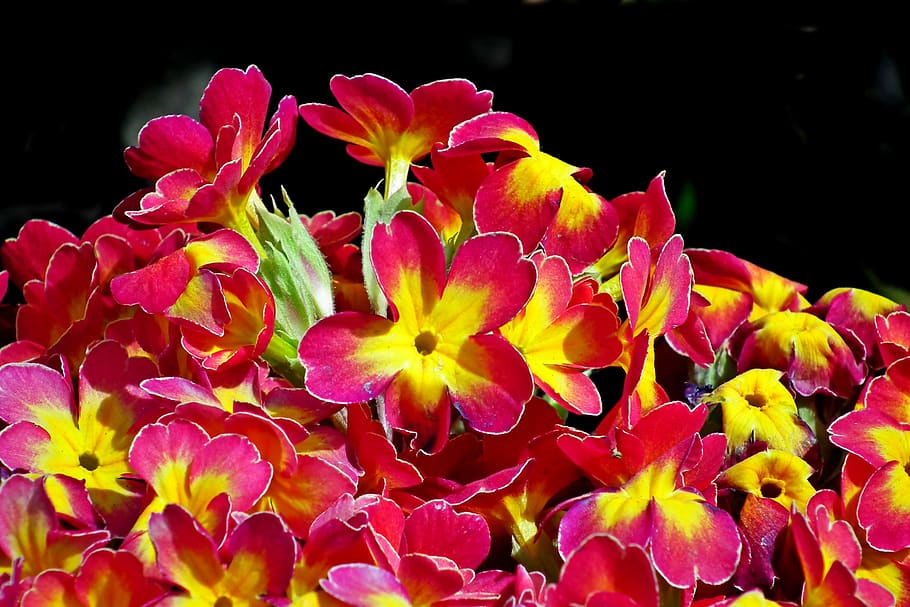primula, flowers, garden, spring, nature, the petals, flourishing HD wallpaper