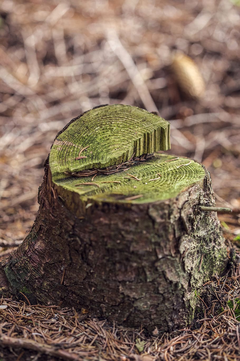 macro, moss, green, old, dead, tree, stumb, woods, forest, close HD wallpaper