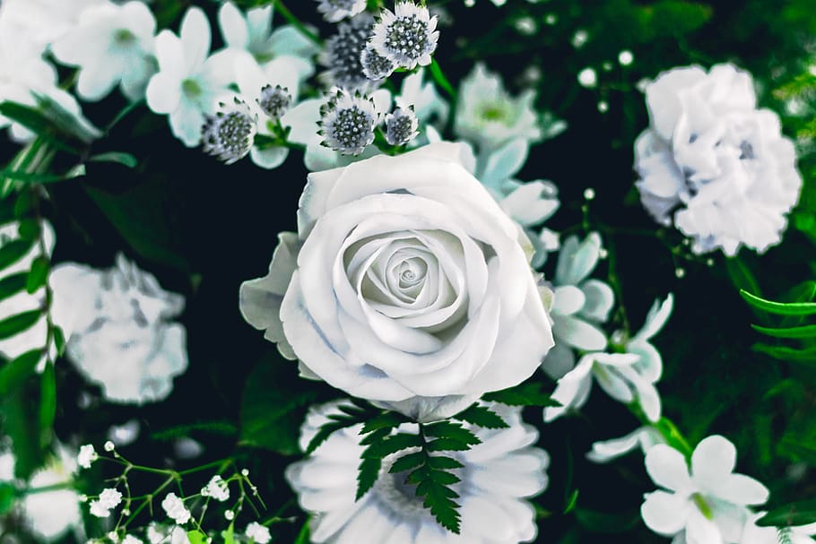 white flowers, flowering plant, freshness, beauty in nature, petal HD wallpaper