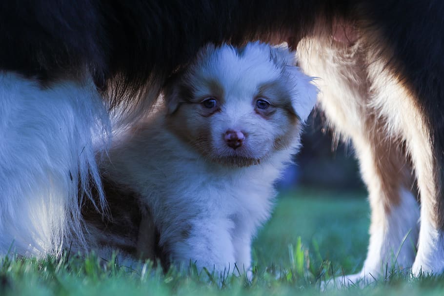 aussie, dog, baby, shepherd, australian, puppy, animal themes HD wallpaper