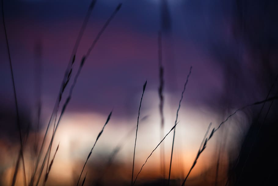 grass, sky, blur, sunset, sunrise, outdoors, field, silhouette HD wallpaper