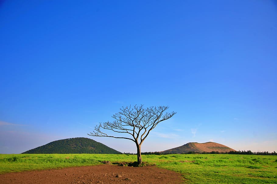 Baretree, agriculture, bare tree, countryside, cropland, dawn HD wallpaper