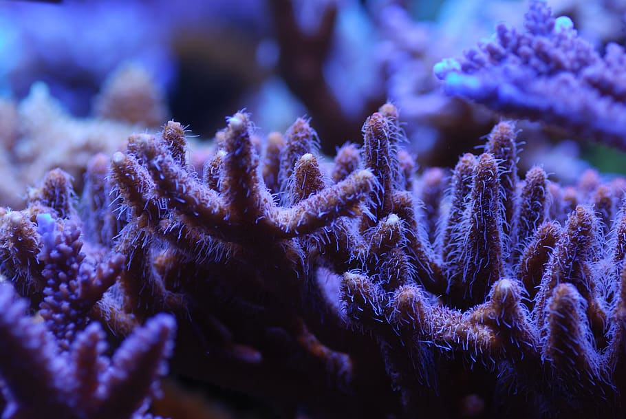 reef tank, sps, corals, animals in the wild, animal wildlife HD wallpaper