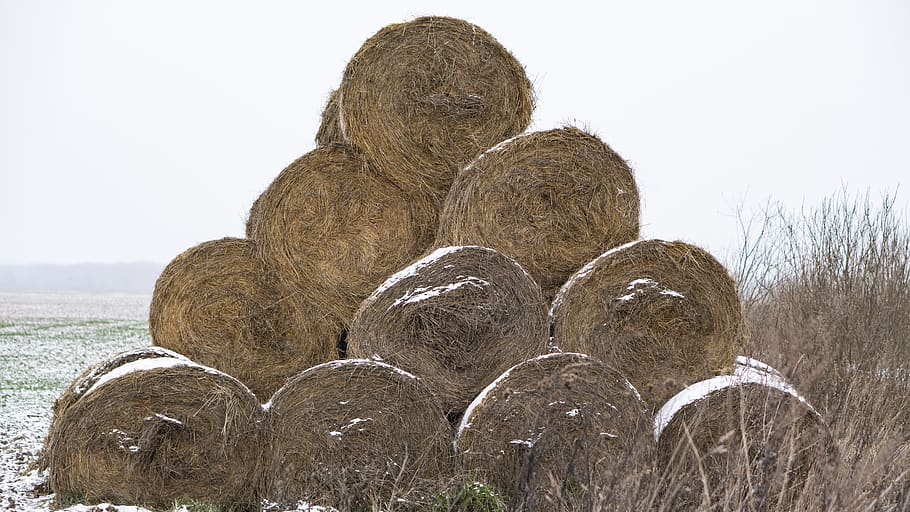 hay, bale, winter, cold, overcast, feed, for animals, day, nature HD wallpaper