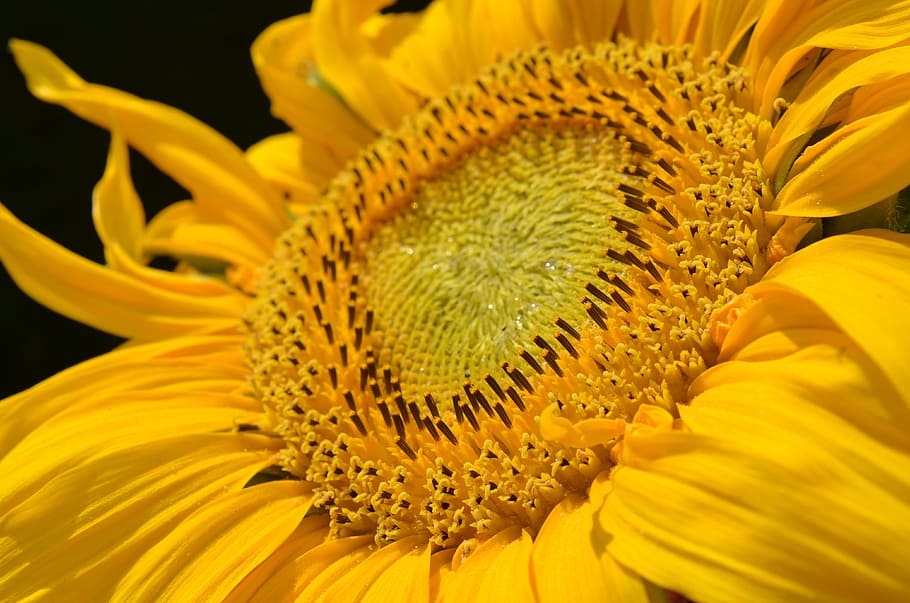 sun, flower, sunflower, macro, fresh, nature, fragrance, garden HD wallpaper