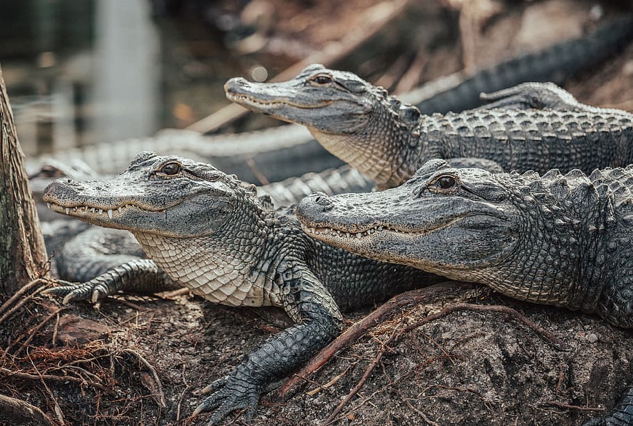 crocodiles on brown soil, reptile, animal themes, animal wildlife HD wallpaper