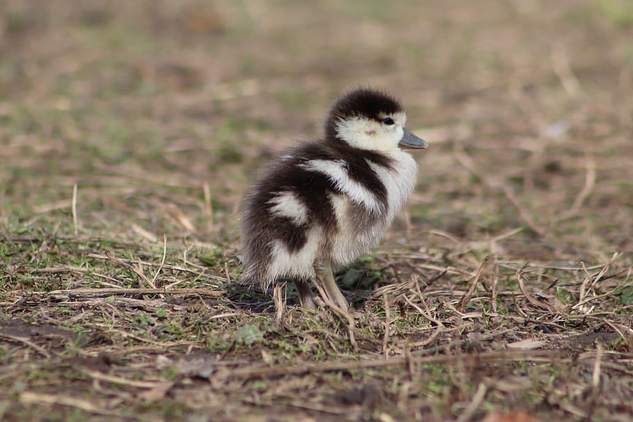 chicks, goslings, nilgans, young, small, water bird, animal themes HD wallpaper