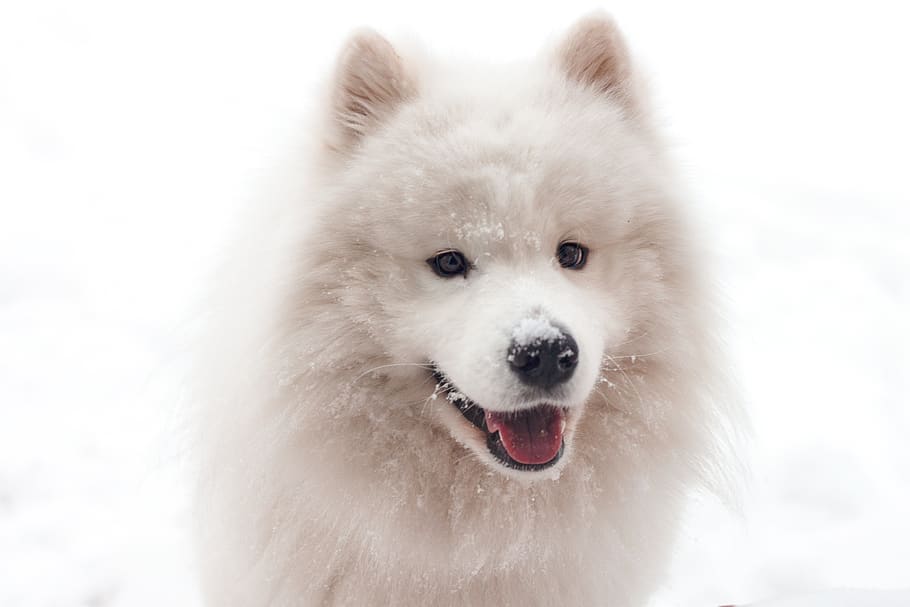 Siberian husky, one animal, mammal, canine, white color, dog HD wallpaper