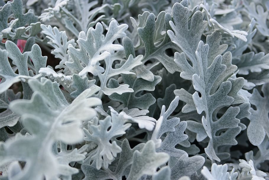 silver, leaves, macro, sheet, curls, growth, leaf, plant part HD wallpaper