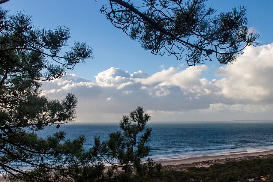 Landscape Photo of Trees and Sea, beach, blue, clouds, coast HD wallpaper