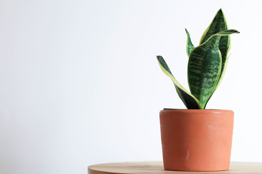 green snake plant on table, copy space, studio shot, indoors HD wallpaper