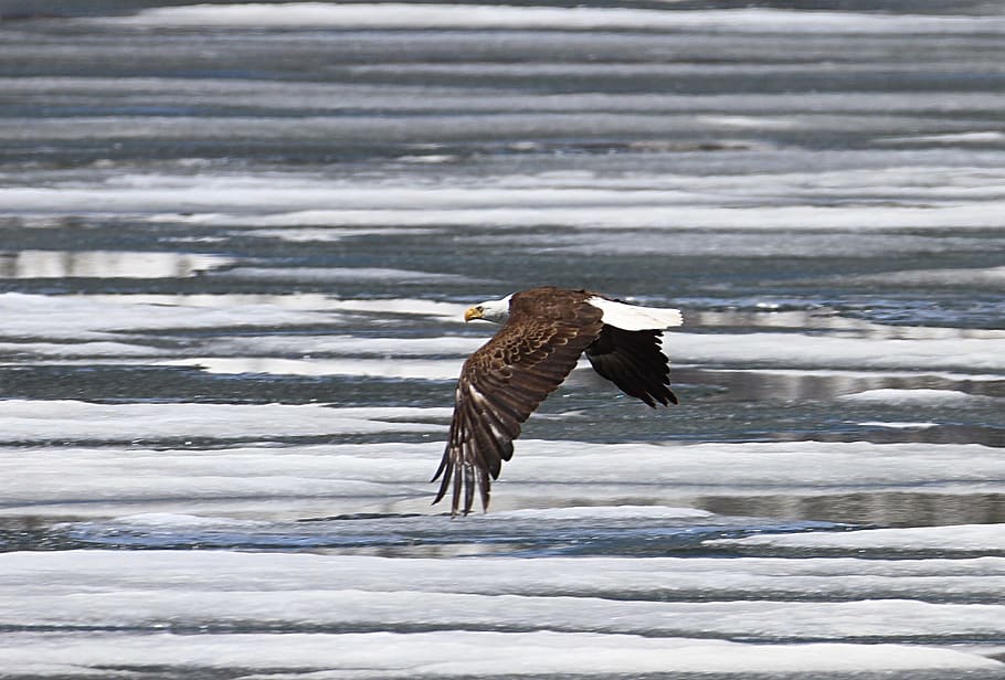 takeoff, bird, animal, wild, flying, bald, eagle, tree, branch HD wallpaper