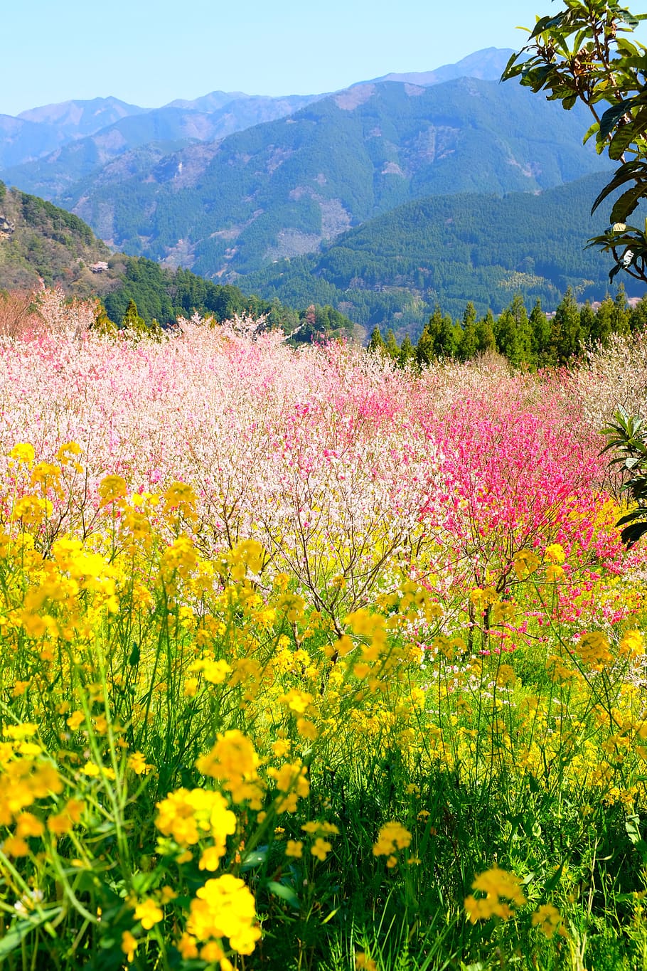 multicolored flower field during daytime, beauty in nature, plant HD wallpaper