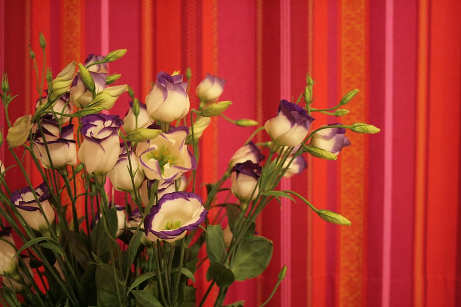 vegetal, stripes, red, pink, orange, fabric, purple, white HD wallpaper