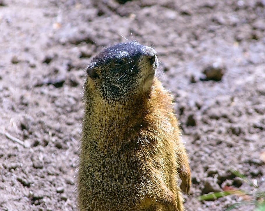 wyoming yellow-bellied marmot, rock chuck, animal, marmota flaviventris, HD wallpaper