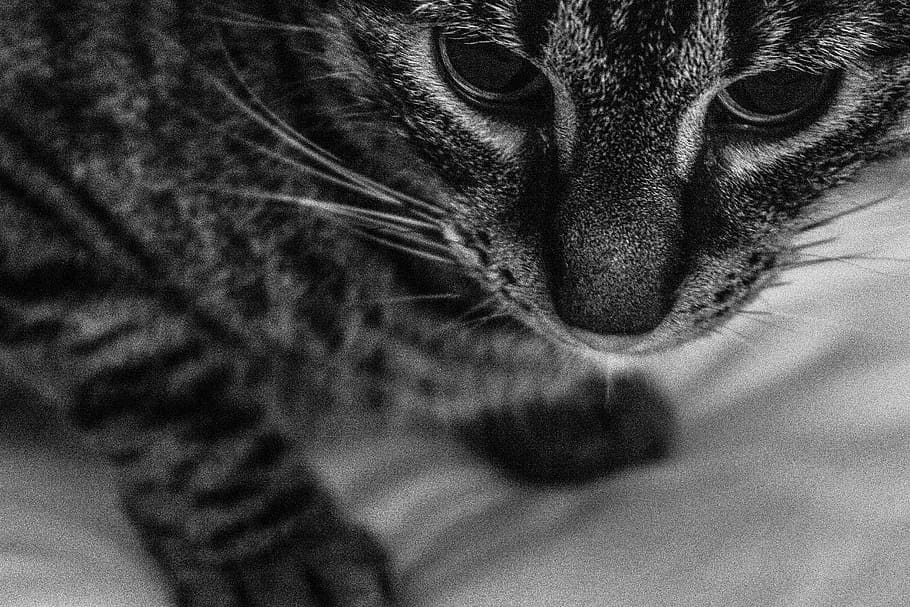 cat, animal, focus, mammal, one animal, pets, animal themes HD wallpaper