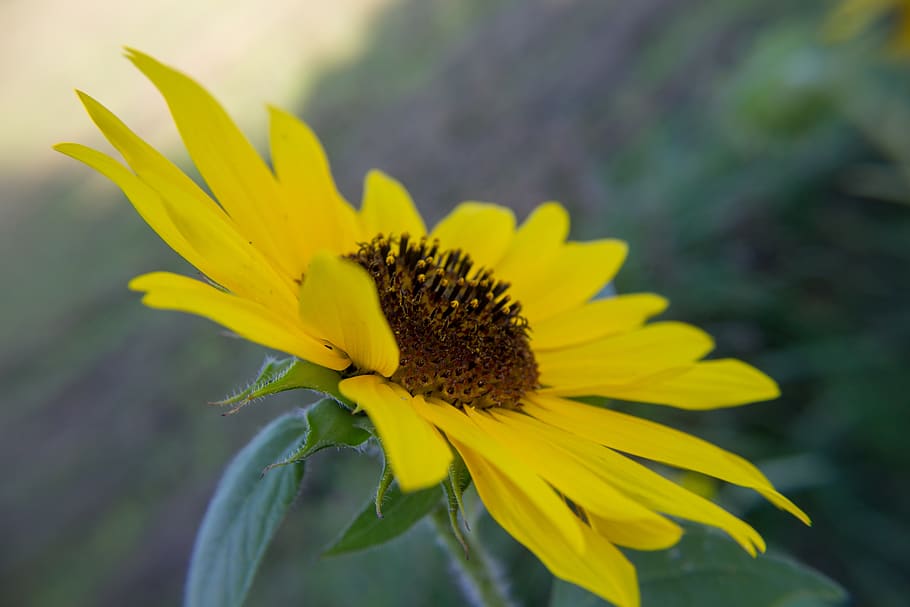 sunflower, yellow, spotted, floral, botanical, nature, garden HD wallpaper