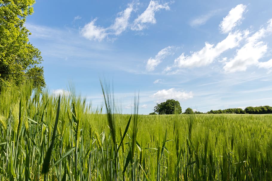 cornfield, nature, cereals, summer, wheat, sky, rural, plant HD wallpaper
