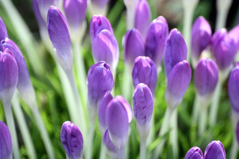 crocus, spring, frühlingsanfang, blossom, bloom, spring flower HD wallpaper