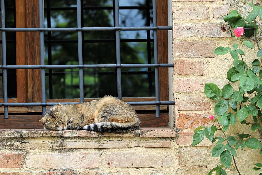 gray cat sleeping on window, ivy, flora, plant, italy, flower HD wallpaper