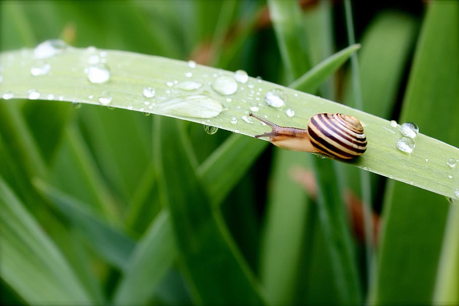 snail, nature, shell, mollusk, garden, water, drop, leaf, plant part HD wallpaper