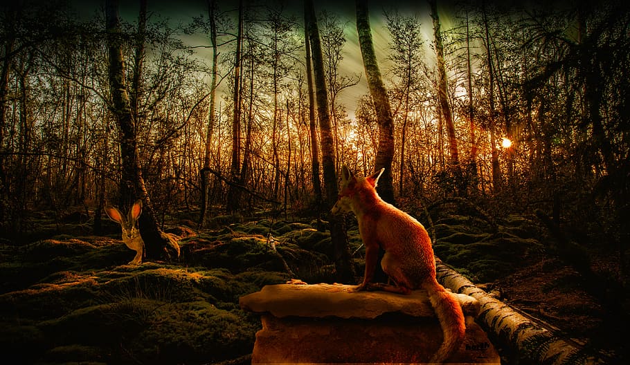 hare, fuchs, forest, nature, sunset, mystical, tree, plant, HD wallpaper