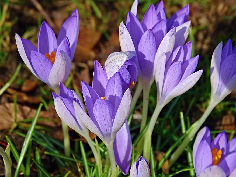 crocus, spring, lenz, early bloomer, violet, garden, field HD wallpaper