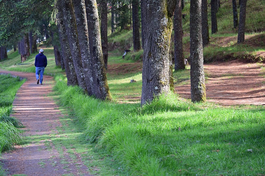 path, walk, trees, peaceful, forest, landscape, people, plant HD wallpaper