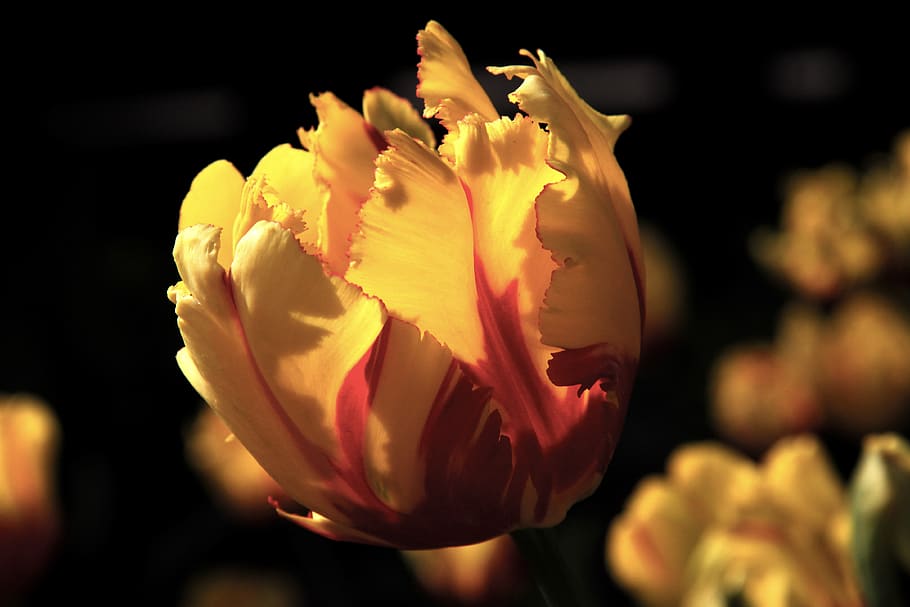 sun, flower, yellow, sunset, flowering plant, fragility, beauty in nature HD wallpaper