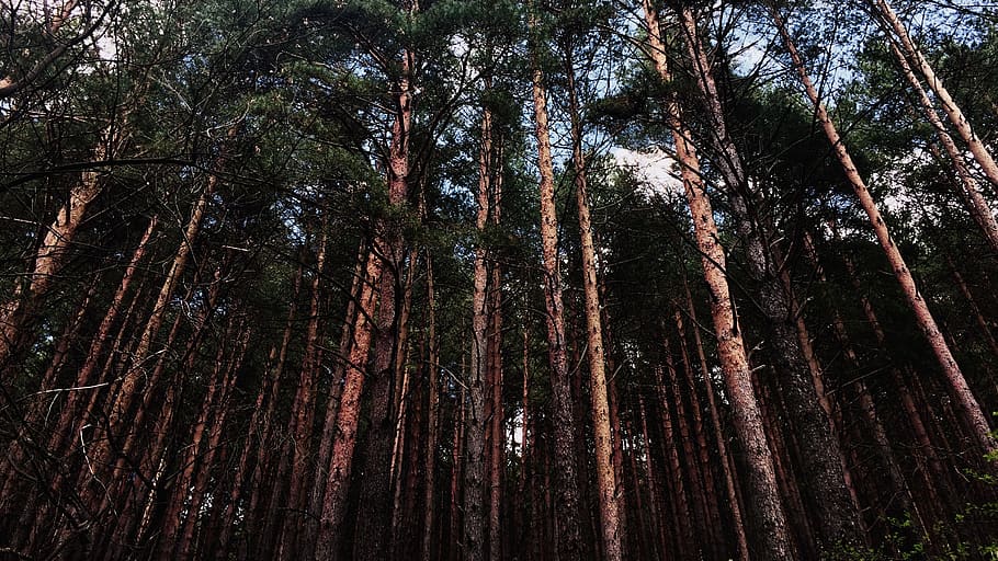 tree, plant, redwood, spain, rascafría, valle del lozoya, fir HD wallpaper