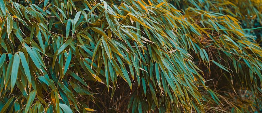 vegetation, grass, bush, tree, bamboo, plant, green, nature HD wallpaper