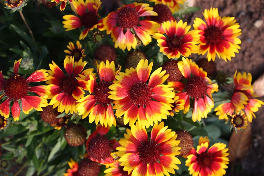 flowers, red, yellow, nature, plant, garden, leaf, color, summer HD wallpaper