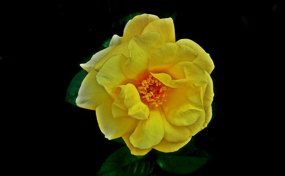flower, rose, yellow, garden, summer, petals nature, closeup HD wallpaper