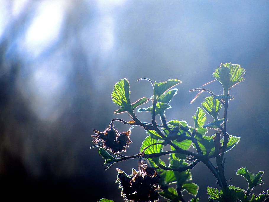 plant, leaf, green, nature, natural, summer, leaves, bloom HD wallpaper