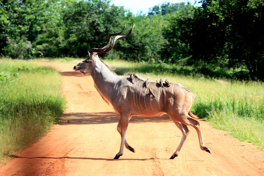 brown deer crossing on pathway \, plant, animal themes, tree HD wallpaper
