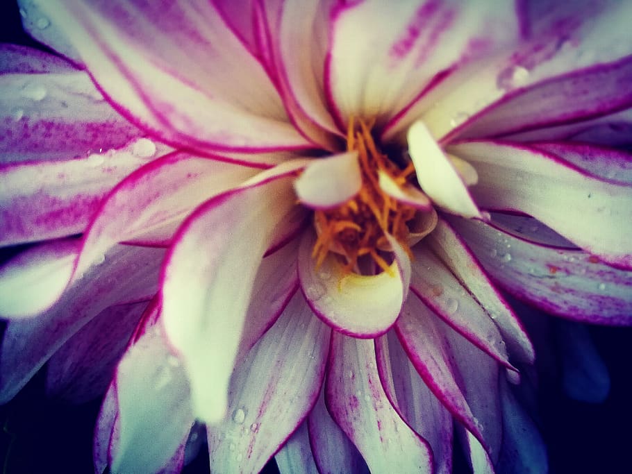 macro, flower, purple, blooming, nature, close-up, beauty in nature HD wallpaper