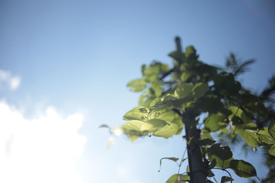 plant, leaf, tree, sunlight, vegetation, flare, outdoors, nature HD wallpaper