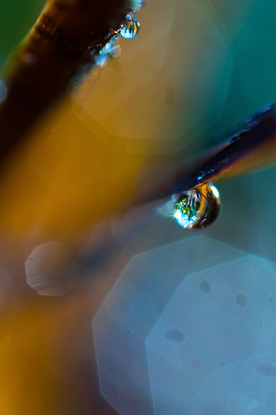 nature, bokeh, macro, drip, detail, plant, close up, autumn HD wallpaper