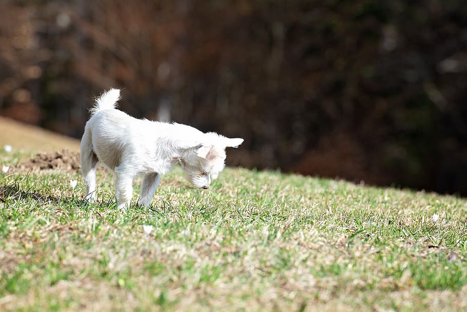 dog, white, out, meadow, mouse hole, maltese-havanese, hybrid HD wallpaper