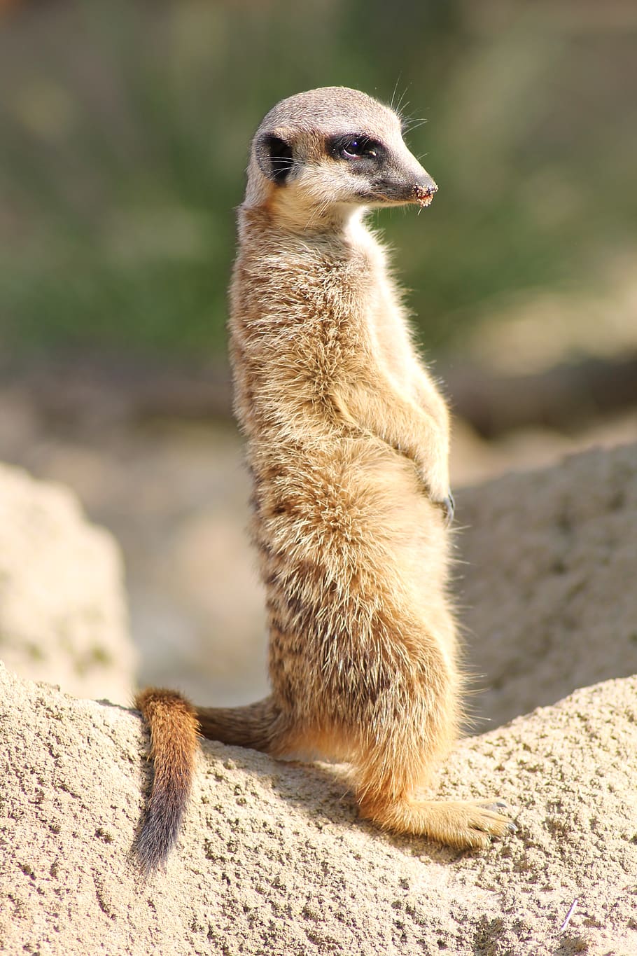 meerkat, zoo, cute, animal themes, one animal, animal wildlife HD wallpaper